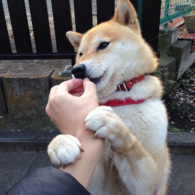 布鲁诺·费尔南德斯表示若俱乐部决定出售他，将尊重决定。，布鲁诺费尔南德斯周薪