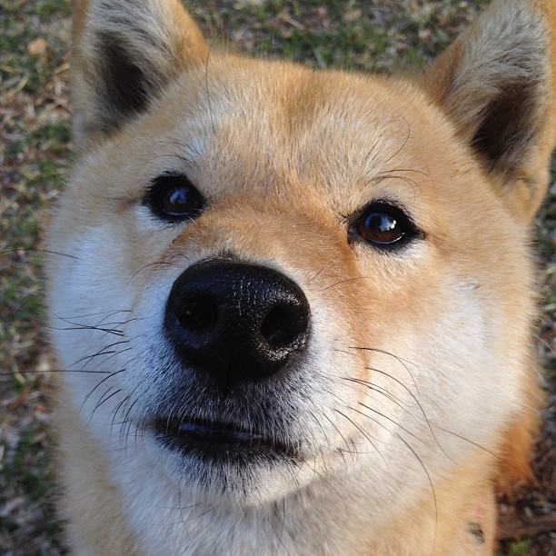 意甲：多名年轻球员完成高价转会，未来潜力无限，意甲转会一览2020